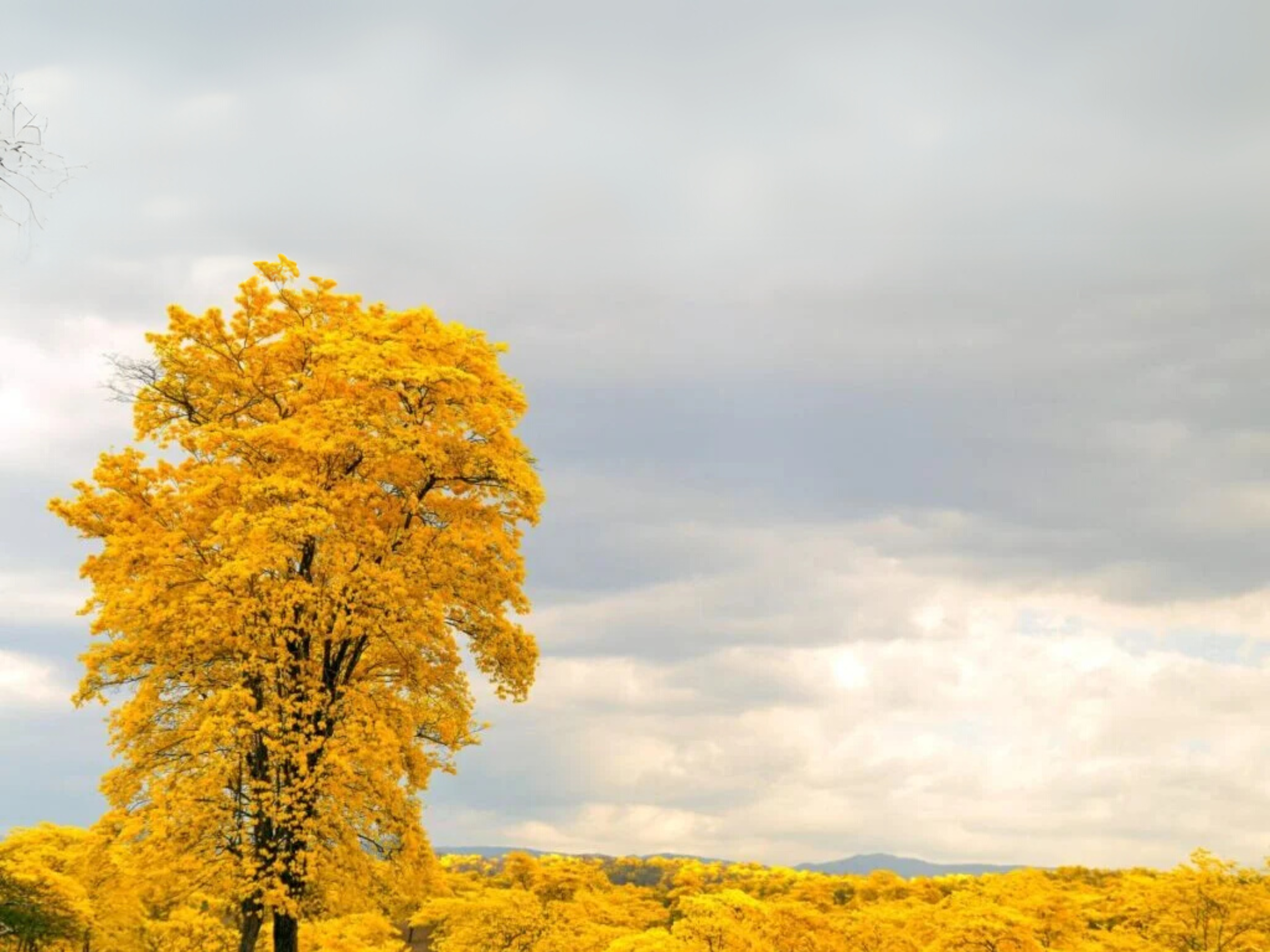 Guayacanes en flor: magia natural en Zapotillo, Loja
